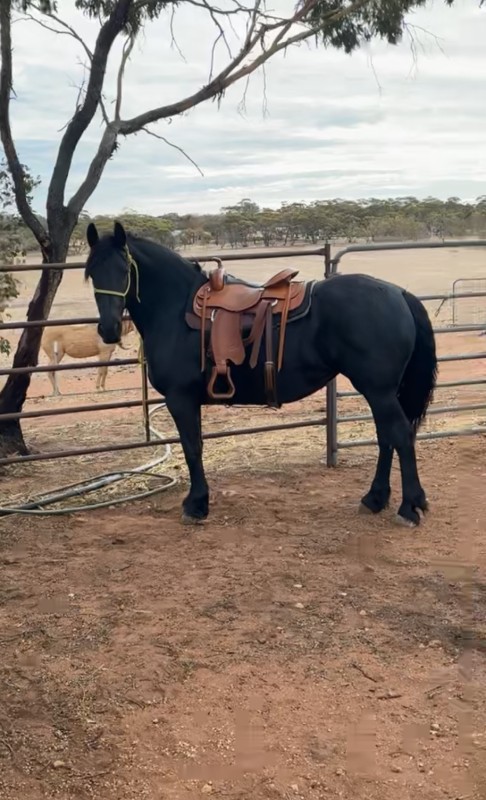 Syd Hill Byron Treeless Western Saddle