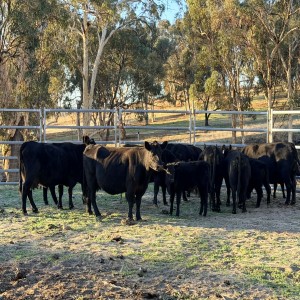 STUD Australia Lowline Herd  Western Australia