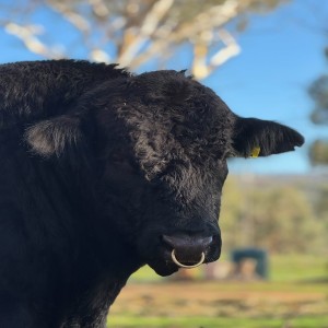 Simmental Bull