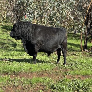 Registered Australian Lowline Stud Bull