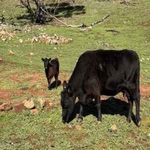 Stud Registered Australian Lowline Cow